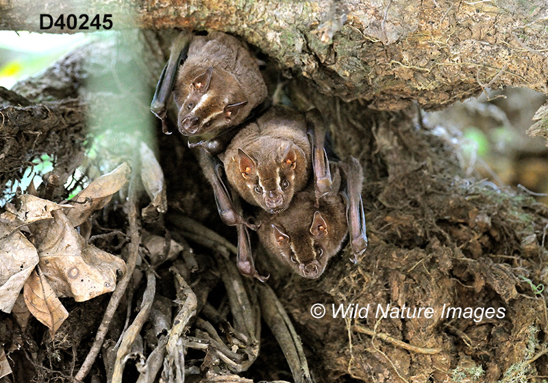 Artibeus lituratus, Great Fruit-eating Bat